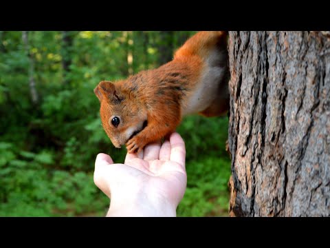 Vídeo: Quando os esquilos constroem ninhos?