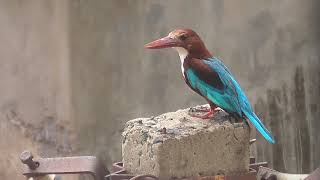 Whitethroated Kingfisher Calling