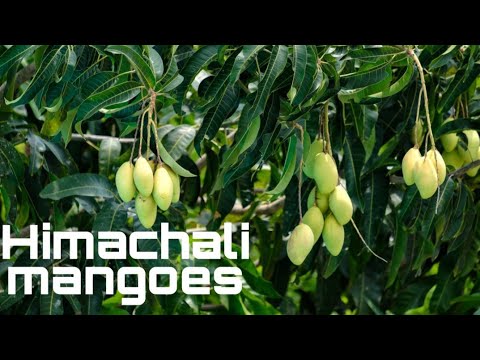 Mangoes blog| Funny plucking of mangoes|himachali mangoes | Funny video