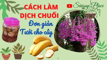 Cách làm dịch chuối để tưới cho rau - @SaigonPlace  Gardens
