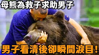 熊媽媽哭泣地帶著男子找到了她垂死的幼崽但當熊媽媽走近時男子卻被震驚到了
