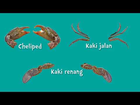 Video: Tapak Kesetiaan Dan Struktur Populasi Kepiting Tanah Biru (Cardisoma Guanhumi Latreille, 1825) Di Kawasan Bakau Akses Terhad, Dianalisis Menggunakan Tag PIT