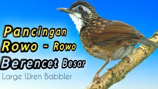 Kicauan Berencet Besar - Poksay Rawa | Large Wren Babbler