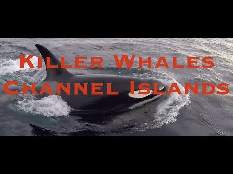 Channel Islands, Dolphins, Killer Whales Close to Boat Vlog