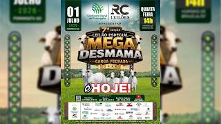 7º LEILÃO ESPECIAL MEGA DESMAMA  - SINDICATO RURAL DE PORANGATU  - 01/07/2026
