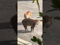 The Day Rivals Meet Again😾🔥 #shorts #cat #viral