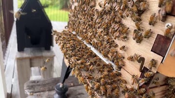 Beginner beekeeping brood inspection