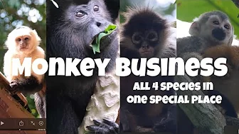 Meet the 4 Monkey Species of Costa Rica (All in one place) MATAPALO, OSA