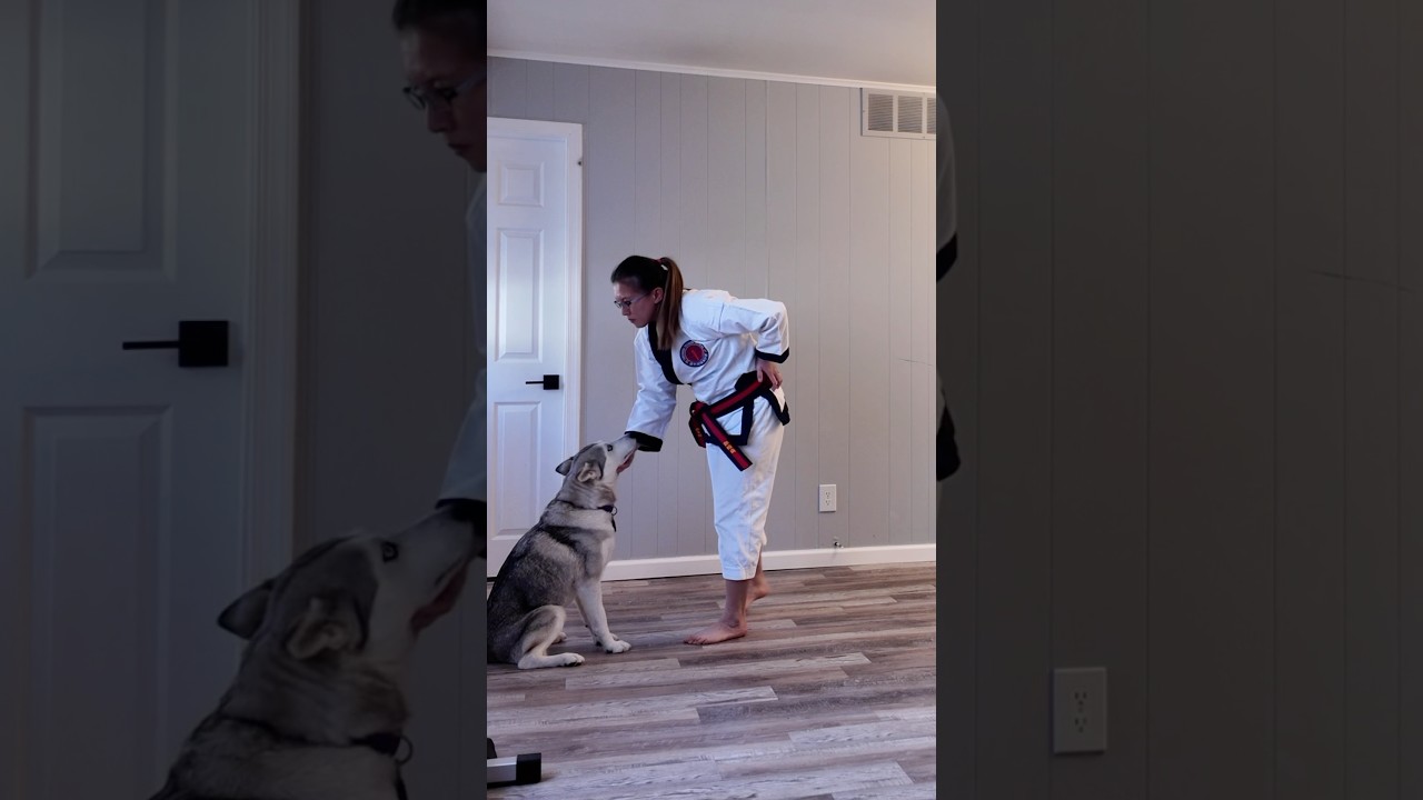 First Dangsudo training session with Zelda (our newly rescued Husky)
