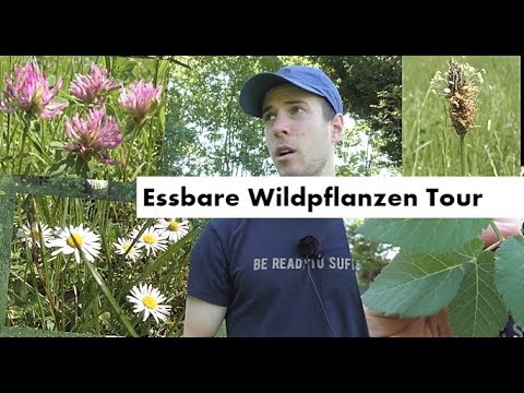 Essbare Wildpflanzen Tour - welche Pflanzen kann man essen? Notnahrung aus der Natur (4K)