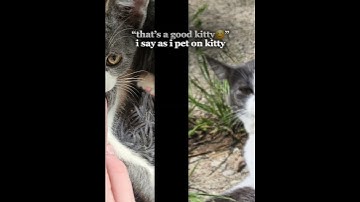 too lazy for a real caption #trend #fyp #cat #viral #cutecat #pretty #photos #sunset