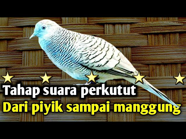 Tahap suara burung perkutut dari piyik sampai manggung. ⁉️ class=