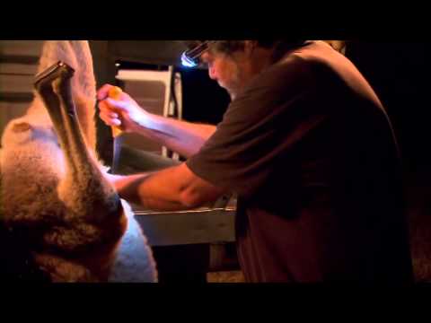 Video: How To Collect A Kangaroo