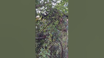 the jungle fowl is on the tree.qaib qus nyob saum ntoo