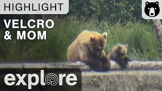 Velcro and Mom  Just The Two Of Us  Katmai National Park  Live Cam Highlights