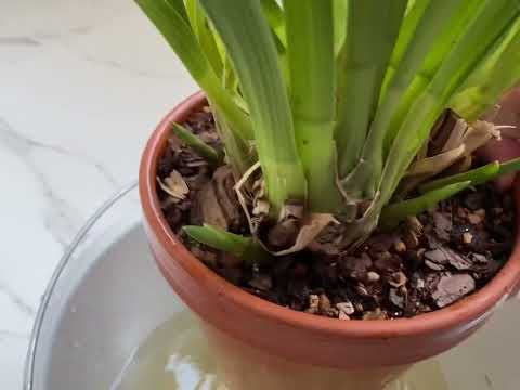 Цимбидиум полив . #цимбидиум #орхидея #полив https://dzen.ru/id/62389a2b1afde7723fa2f5d3