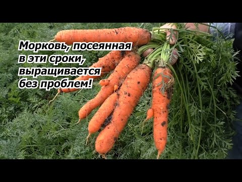 Посейте морковь в эти сроки и проблем с выращиванием не будет!