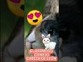 El Hermoso Conejo Cabeza De León