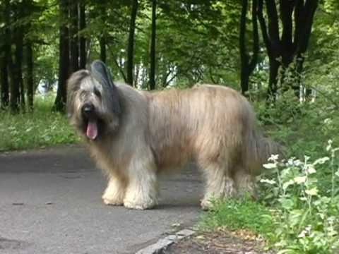 briard in not