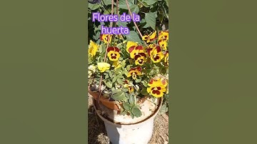 Thumbnail of flores 💐 de la huerta todas muy bellas #music #cover #song #plantas #huerta #naturaleza