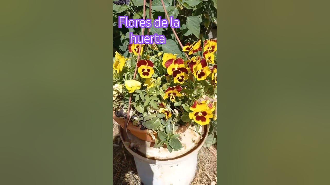 flores 💐 de la huerta todas muy bellas #music #cover #song #plantas #huerta #naturaleza