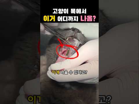 고양이 목에서 이거 어디까지 나옴...? thumbnail