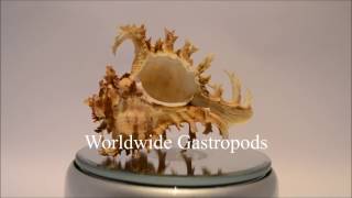 Welcome to Worldwide Gastropods!