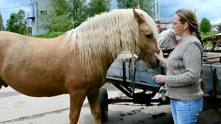 Спасение лошадей с бойни: за и против. Часть 2