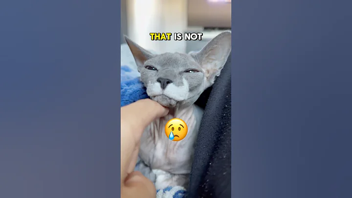 Video 7485981: kitten sphynxcats catlover cute, sphynxcat catlover cats, sphynx funny catlover kitten, sphynx kitten meowing, sphynx cat fun, catlover cute funny hair