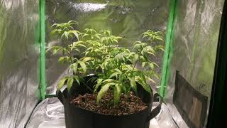 Growing Weed in the Basement S2 Episode 19: Unicorn Sherbert Update/Quick chat