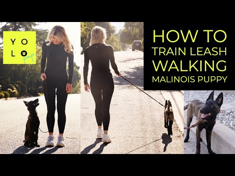 فيديو: كيفية المشي كلب مفرط على المقود