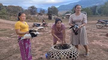 yuav mus nyob deb lawm faib noob qaib os sawv daws kho siab kho li os