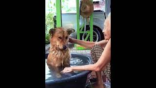 This Stray Dog Finally Found a Home 😭🐾