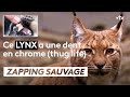 Ce lynx a une dent en chrome (thuglife) - ZAPPING SAUVAGE