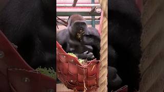 Comfy Eating Position! #Gorilla #Hammock #Eating #Asmr