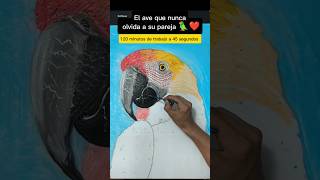 El plumaje de la Guacamaya Macao #animales
