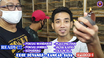 READY !!! PLECI PACITAN, POKSAI JAMBUL, CILILIN, BEO ANAKAN DLL, EDIE JOVANIS, LANCAR JAYA, PART 2