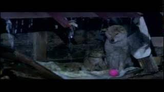 A Tale of Mari and the three puppies.mp4