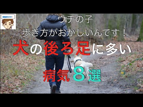 犬の後ろ足に多い病気８選【獣医師がやさしく解説】