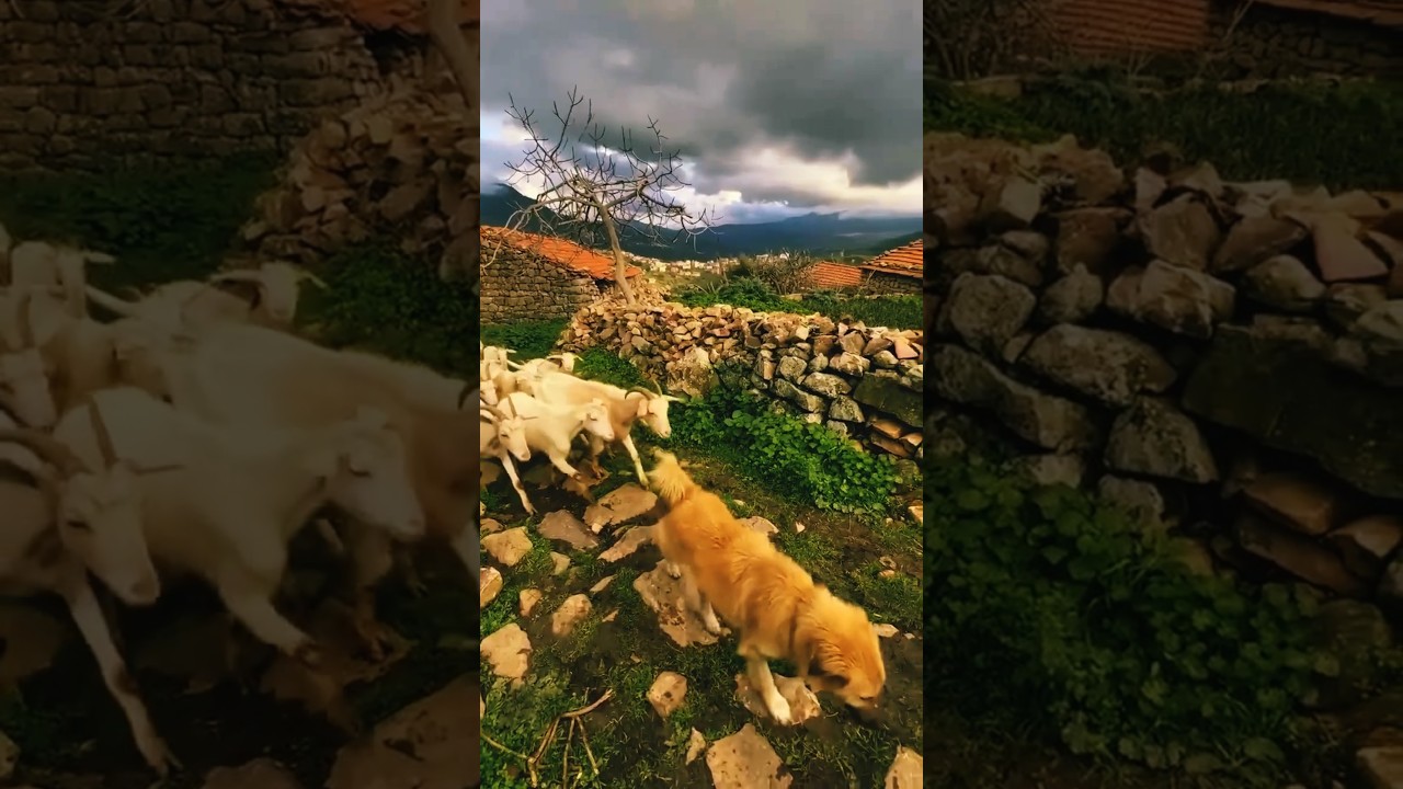 Village kabyle,yakouren🔥❤️