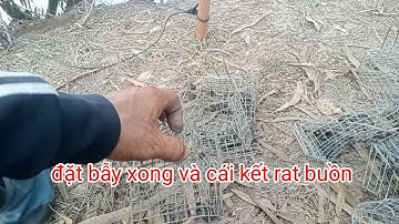 Đặt bẫy chuột Theo đường mương nước và cái kết