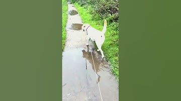 Thử thách không cười với những pha hài hước của thú cưng!