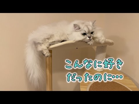 猫がキャットタワーに乗らなくなったのでボールで誘ってみると…