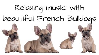 Relaxing Music with Beautiful French Bulldogs