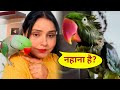 Parrot pablo ko laga    