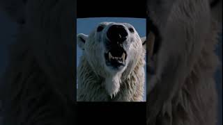 불법북극곰포획!!Polar bear!!! #공포, #미스테리, #괴담, #무서운, #귀신, #전설, #괴물, #사건, #흥미