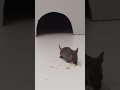Mice For Cats To Watch Catentertainment Shorts Mice For Cats To Watch Catentertainment Shorts