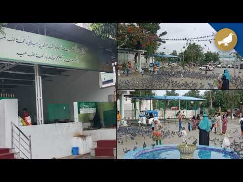 Feeding pigeons at Hazrat syed hakimpet dargah raises health concerns - SIASAT