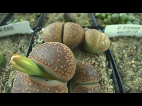 Video: Lithops är Fantastiska 