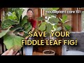 How to Save Your Fiddle Leaf Fig: Fix Yellow Leaves, Drooping, and More - Ficus Houseplant Care 101